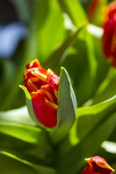 Beautiful bouquet red tulip on dark background