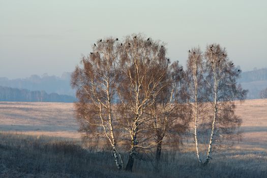 Black grouse sitting on the tops of birch trees in the early morning