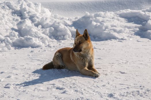 Red dog lying on snow in winter