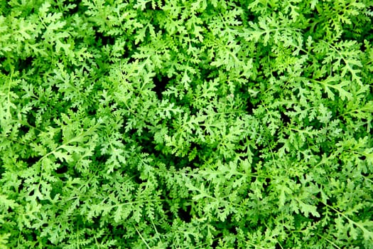 Background of fresh green leaves