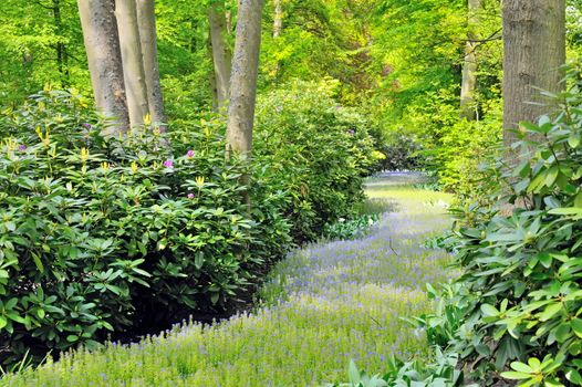 flowers path and green forest in  spring time