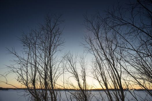 Branches of trees on the backdrop of the beautiful winter sky .