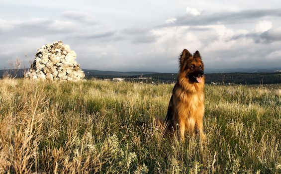 portrait of a German Shepherd on a background of nature