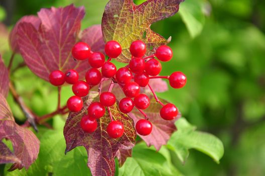 Berries of guelder-rose (Viburnum opulus)