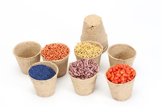 colored various sowing seed in paper pot