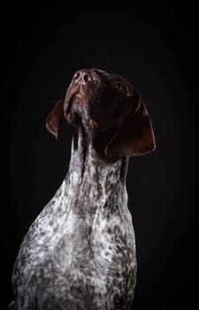 german shorthaired pointer sitting looking up on black background