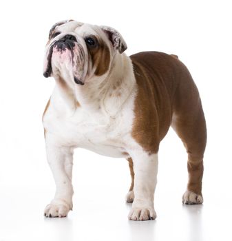 bulldog standing on white background - male 5 years old