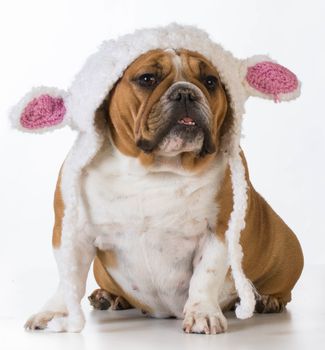 english bulldog wearing a knitted lamb hat on white background