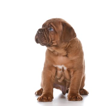 dogue de bordeaux puppy sitting on white background - 5 weeks old