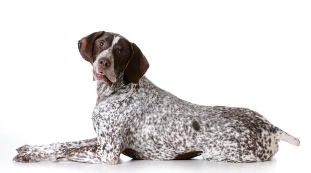 senior dog - german shorthaired pointer with silly expression on white background