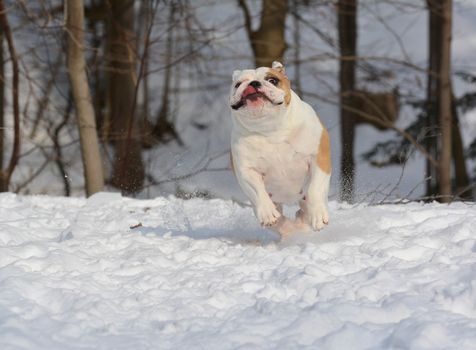 bulldog outside running in the snow in winter