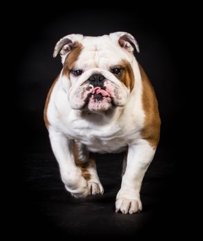 bullddog moving towards viewer on black background