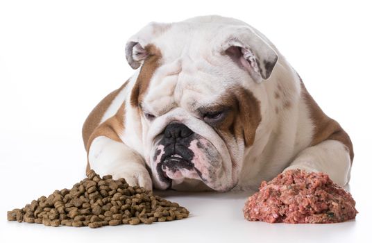 dog choosing kibble over raw - bulldog