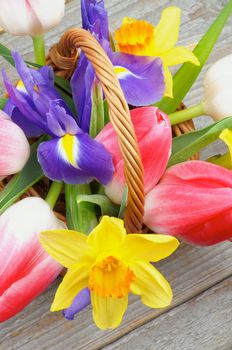 Bunch of Magenta Tulips and Purple Irises with Yellow Daffodil in Wicker Basket closeup on Rustic Wooden background