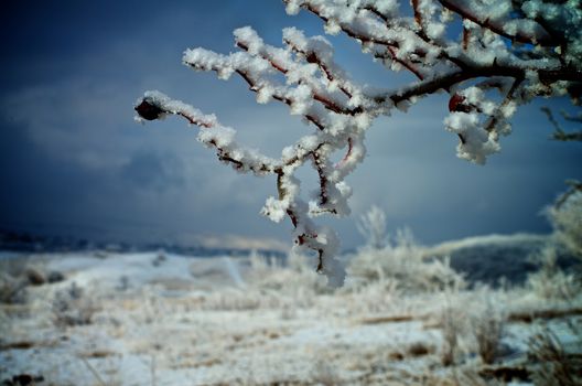 Frozen Snowy Tree Branches on Valley and Blue Sky background Outdoors