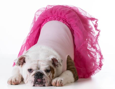 cute puppy - bulldog puppy female wearing pink bowing for the camera