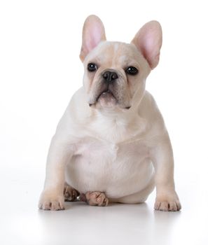cute puppy - french bulldog puppy sitting on white background