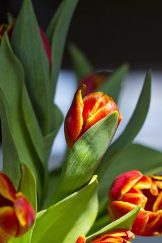 Beautiful bouquet red tulip on dark background