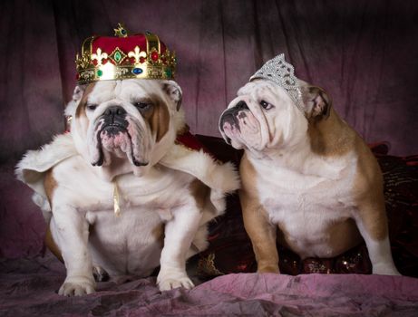 royal couple - two english bulldogs dressed up like a king and queen
