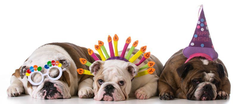 birthday dogs - three english bulldogs on white background