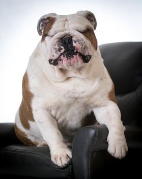 english bulldog with cute expression sitting in a arm chair