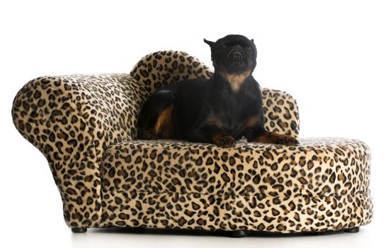 dog with attitude - brussels griffon with funny expression laying on dog bed on white background