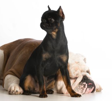 two different purebred dogs on white background - brussels griffon and bulldog