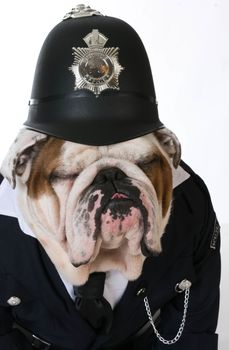 dog police or catcher - english bulldog dressed up like a policeman on white background