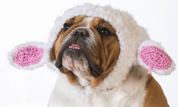 english bulldog wearing a knitted lamb hat on white background