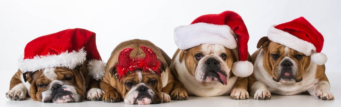christmas dogs - cute Chrismas concept with one bad santa