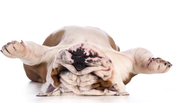 dog sleeping upside down isolated on white background - bulldog