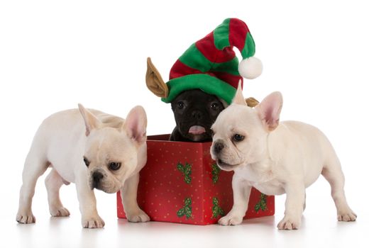 christmas puppies - three french bulldogs in seasonal setting on white background