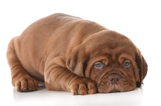 cute puppy - dogue de bordeaux puppy laying down on white background - 5 weeks old