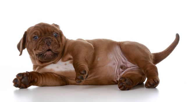 cute puppy - dogue de bordeaux puppy with cute expression on white background