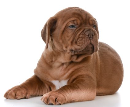 cute puppy - dogue de bordeaux puppy laying down on white background