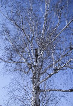 birdhouse on a birch tree in spring