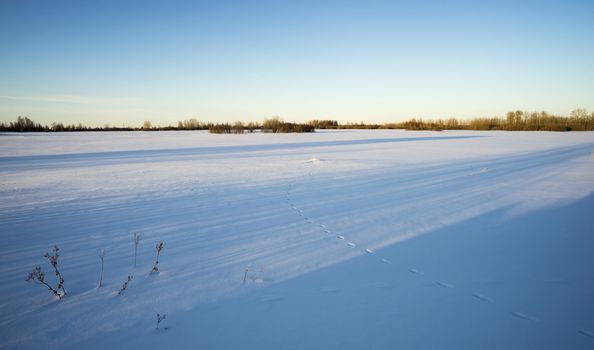 Animal footprints in the snow in the rays of the sun in winter.