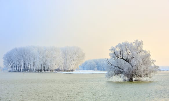 Frosty winter trees on Danube river

