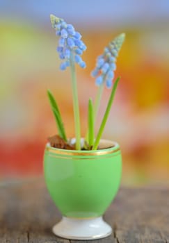 Blue Grape Hyacinth, Muscari armeniacum flowers