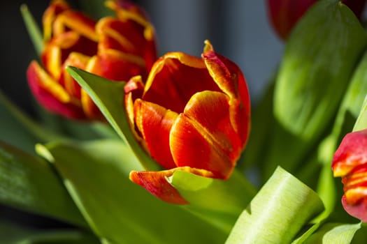 Beautiful bouquet red tulip on dark background