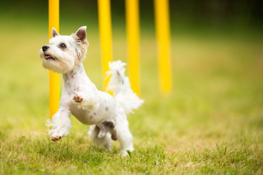 Cute little dog doing agility drill - running slalom, being obediend and making his master proud and happy