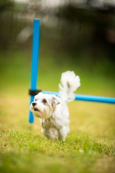 Cute little dog doing agility drill - running slalom, being obediend and making his master proud and happy