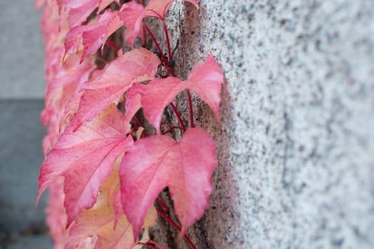 Red Ivy Parthenocissus quinquefolia. Clinging red autumn leaves, Stockholm, Sweden in October.