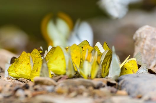 Large group of Grass Yellow or Eurema Hecabe butterfly and several species feeding on the ground.