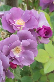 Purple Rose macro closeup with petals, pistils, fading to black.