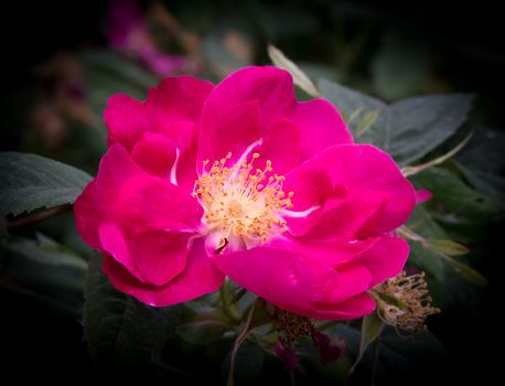 Luminous pink Dog Rose macro closeup with petals, pistils, fading to black.