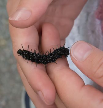 European Peacock butterfly larvae in child's hand. Stockholm, Sweden in July.