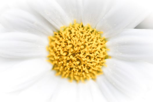 Daisy abstract background with yellow centered circle, macro image, fading to white outwards.