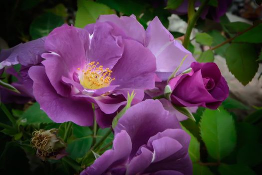 Purple Rose macro closeup with petals, pistils, fading to black.