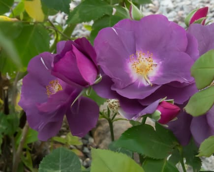 Purple Rose macro closeup with petals, pistils, fading to black.